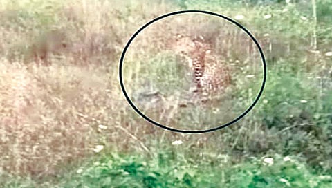 बिबट्या दहशत,www.pudhari.news