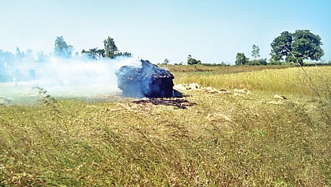 त्र्यंबकेश्वर : तळेगाव-त्र्यंबक शिवारातील आगीत खाक झालेली भाताची गंजी.