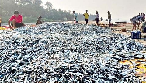 सिंधुदुर्ग : मालवणात सापडला बांगडा, तारलीचा बंपर कॅच