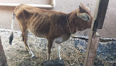 सिंधुदुर्ग जिल्ह्यात ४ दिवसात आढळली ७७ लम्पिसदृश्य जनावरे