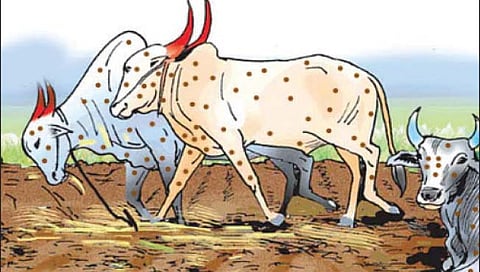 नाशिक : लम्पीग्रस्त पशुपालकांना 19 लाखांची मदत