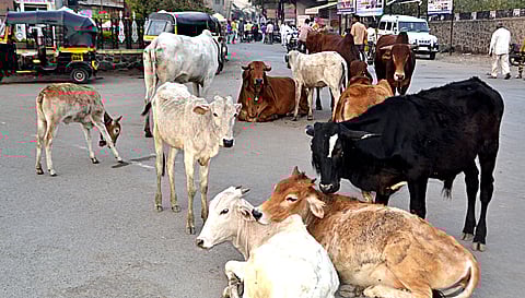 भोसरी : रस्त्यावर मोकाट जनावरांचा उपद्रव