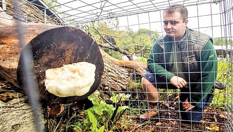 मशरूमला पुरवली कडक ‘सुरक्षा व्यवस्था’!