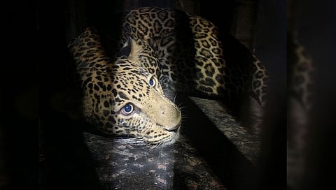 नाशिकमध्ये रंगला बिबट्याचा थरार,www.pudhari.news