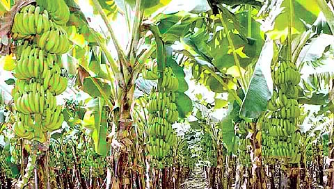 केळीची लागवड फायद्याची