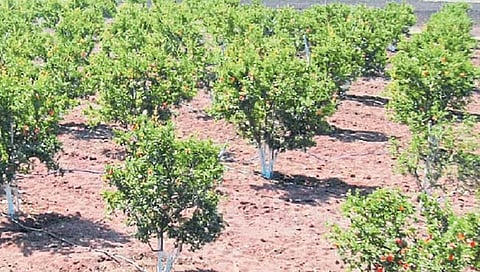 हिवाळ्यातील फळबागांचे व्यवस्थापन