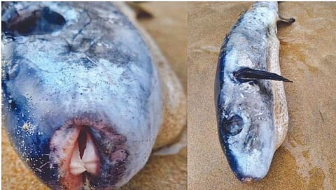 Deadly fish : बाप रे..! सायनाईडपेक्षाही 1,200 पट जास्त विषारी मासा सापडला