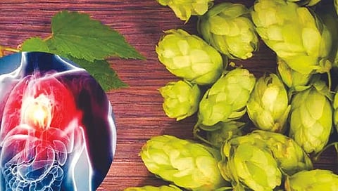 जगातील सर्वात महागड्या भाजीत ‘हे’ औषधी गुण!