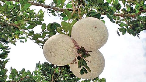 कवठ : कमी खर्चात मिळवा चांगले उत्पन्न