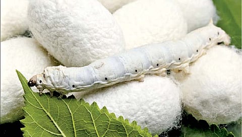 अर्थप्राप्तीचा ‘रेशमी’ पर्याय