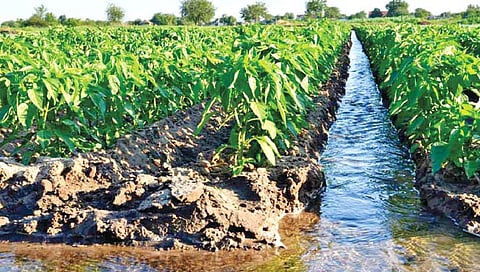 पाणी निचरा आणि कृषी उत्पादन