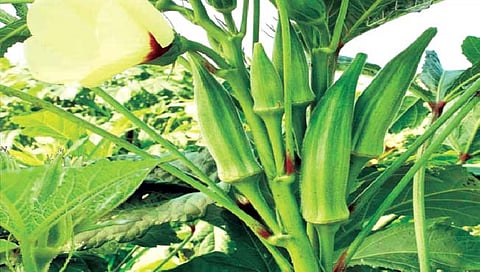 लागवड भेंडीची!