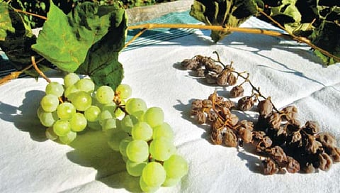 बेदाणे निर्मितीतून अर्थार्जन