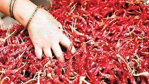 लाल मिरचीच्या दरवाढीचा ठसका