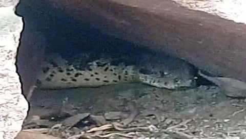 ‘या’ मंदिरातील गुहेत अजस्र अजगर बाबांचे वास्तव्य; भाविकांमध्ये प्रचंड आस्था