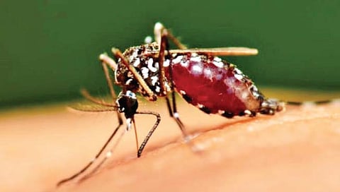 Nashik dengue update : नव्या वर्षातही डेंग्यूचा डंख कायम, पहिल्या पाच दिवसांतच ११ नवे रुग्ण