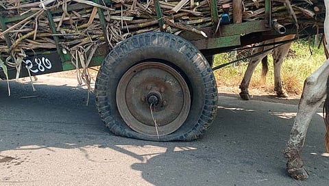 सांगली : ऊसतोडी बंद आंदोलन, वाहतूक करणाऱ्या १६ बैलगाड्यांचे टायर ‘स्वाभिमानी’ने फोडले