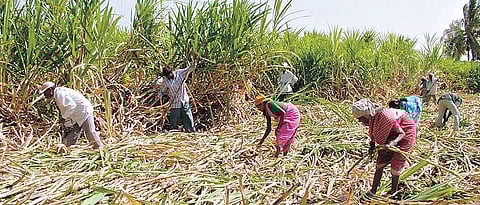 राज्याबाहेर ऊस निर्यातीस बंदी; राज्य सरकारचा महत्वाचा निर्णय