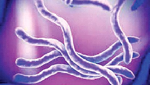 प्राण्यांच्या मांसाद्वारे मानवी शरीरात प्रवेश करतात कृमी, ‘अशी’ घ्या काळजी