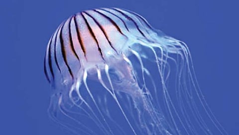 या जीवाला नसतो मेंदू, हृदय अन् हाडे