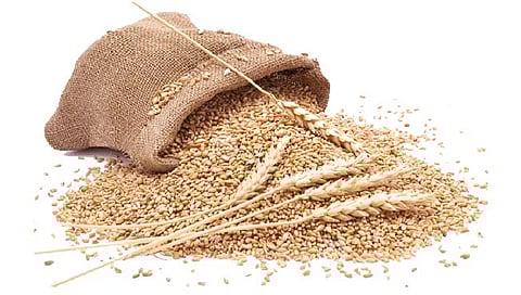 देशात रब्बीच्या लागवड क्षेत्रापैकी 50 टक्के क्षेत्रावर गव्हाची लागवड?