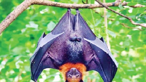 virus in bats : चीनमध्ये वटवाघळात सापडला घातक विषाणू