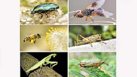 65 टक्के कीटकांच्या प्रजाती होणार लुप्त