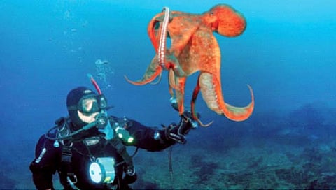 Octopus : ऑक्टोपस आणि माणसाचे पूर्वज होते एकच!