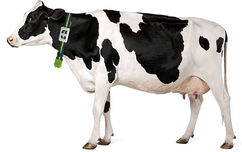 आता जनावरांचे आजार कळणार ‘डिवाइस’वर! पुण्यातील संशोधकाचे अनोखे संशोधन !