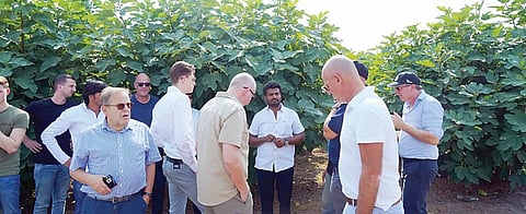 खोर : अंजीर शेतीने घातली जागतिक उद्योजकांना भुरळ