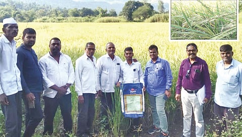 खेडभैरव : मोहन वाजे यांच्या शेतावर भातपिकाची पाहणी करताना कृषी अधिकारी. तर इनसेटमध्ये कुसळाचे लोंबट