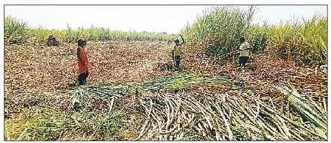 नानगाव, पारगाव (ता. दौंड) परिसरात सुरू असलेली ऊसतोडणीची कामे.