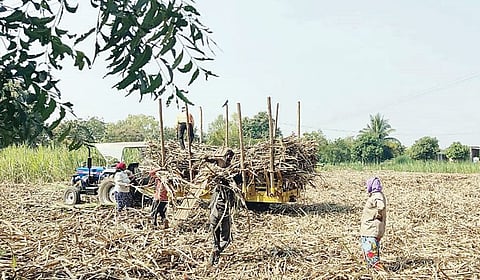 बारामती तालुक्यात शुक्रवारी ऊसतोड सुरू झाली.