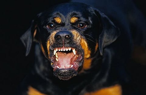 रॉटवायलरसह ११ प्रजातींच्या कुत्र्यांवर बंदी – गुरुग्राम ग्राहक मंचाचा निर्णय – Ban on 11 foreign breed dogs