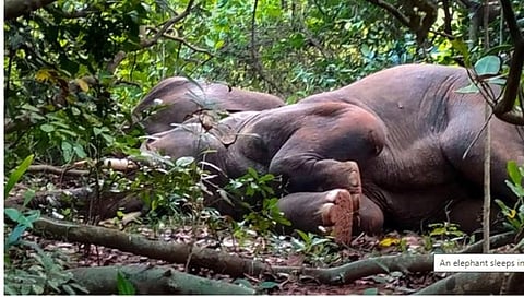 Elephant Drink Liquir