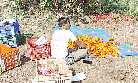 खेड शिवापूर : शिवगंगा खोर्यात प्रक्रिया उद्योगांची गरज