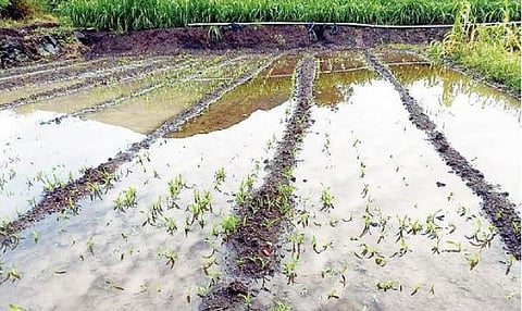 ओतूर : संकटांच्या मालिकेने शेतकरी हतबल; निसर्गाच्या अवकृपेने उभी पिके संपुष्टात