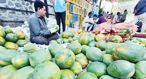 पुणे : हिवाळ्यामुळे पपईची चलती…! थंडी वाढल्याने पपईला मोठ्या प्रमाणात मागणी