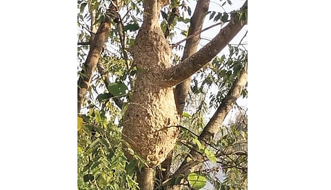 गांधील माश्यांची आंबी येथे दहशत; हल्ल्यात युवक जखमी