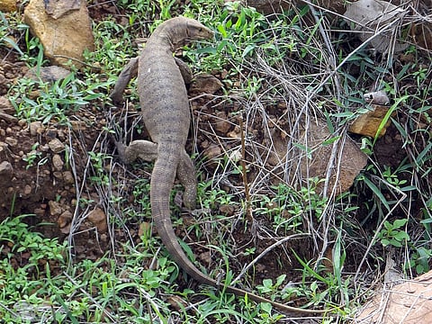 सोसायटीत आढळलेल्या घोरपडीला जीवदान