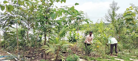 खडकवासला धरणतीरावर बहरली वनराई; विविध फळे, फुलांच्या झाडांची पर्यटकांना भुरळ