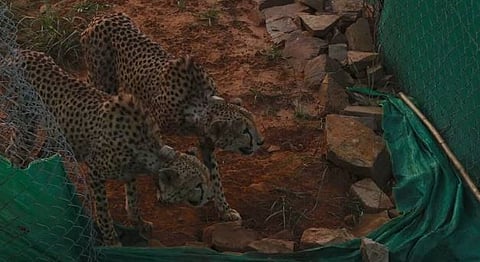 Kuno National Park | कुनोमधील मोठ्या अधिवासात चित्ते रमले: २४ तासांच्या आत केली पहिली शिकार