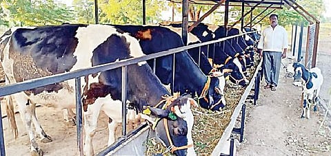 रेडा येथे मुक्त गोठ्यातील गाईंना चारा टाकताना शेतकरी.