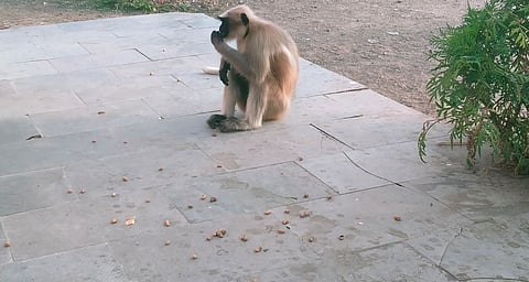 Pune News : माकडांच्या हल्ल्यात रायरी येथे मोठे नुकसान