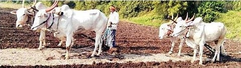 वाल्हे : रब्बी हंगामातील पेरणीस उशीर; सततच्या पावसाने वापसा न आल्याचा परिणाम