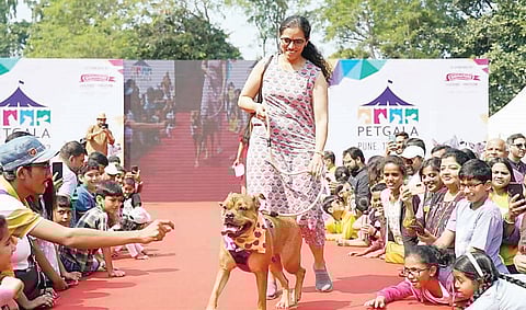 पुणेकरांचे अनोखे प्राणिप्रेम; दत्तक घेण्यासाठी सरसावले!