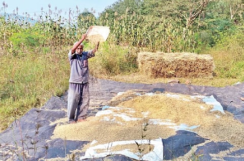 वेल्हे-हवेलीत भात कापणी वेगात; अवकाळीच्या तडाख्यातही चांगले उत्पन्न