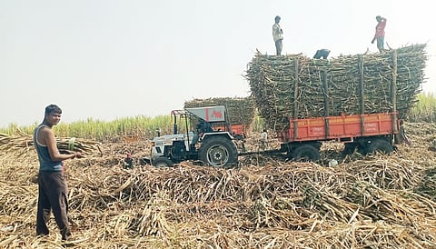 राहू बेट परिसरामध्ये ऊस तोडणीला वेग