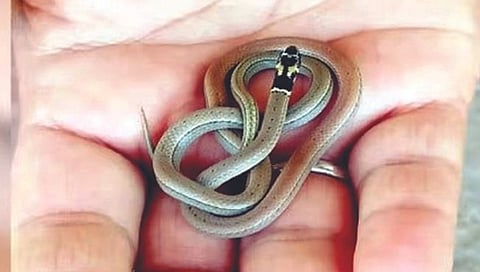 घरात सापडला चिमुकला, दुर्मीळ साप