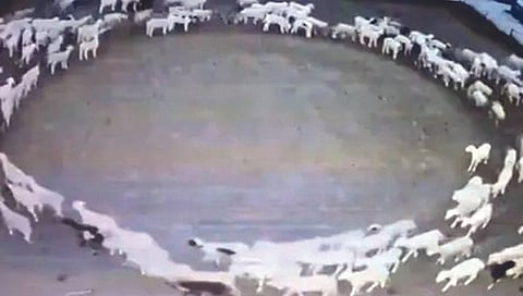 गोल फिरत राहणार्या मेंढ्यांचे गूढ!